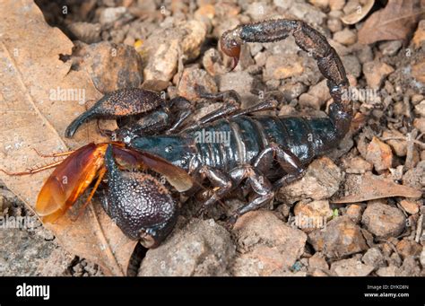 Emperor scorpion (Pandinus imperator) eating cockroach, Ghana Stock ...