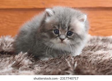 Fat Kitten That Looks Cute Stock Photo 2317740717 | Shutterstock