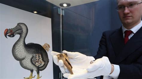 Dodo Bone And Elephant Bird Egg Up For Auction | Scoop News | Sky News