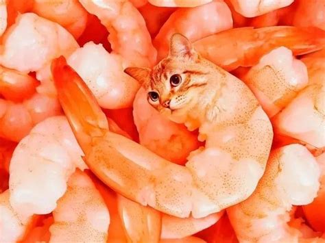 cat shrimp | Забавные зверюшки, Смешные котята, Мемы