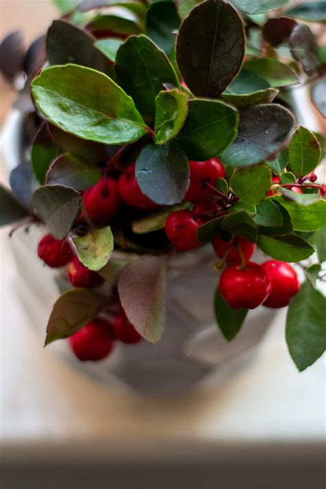 Why Wintergreen Is The Hottest "New" Holiday Houseplant & How To Care For It