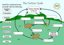 GCSE Carbon Cycle worksheets and A3 wall posters by beckystoke - Teaching Resources - Tes