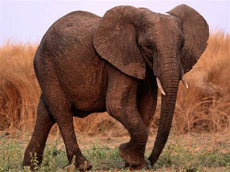 elephant | Elephant, Animals of the world, Animal pictures