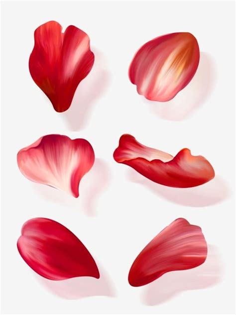 Rose Petals PNG Image, Hand Drawn Flower Rose Petal Element Set ...