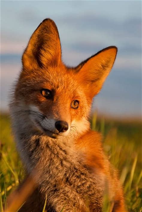 Fox poses SO SWEET! (There seems to be something quite special about foxes!) 💚 | Animals ...
