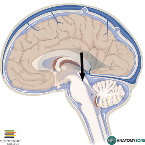 Cerebral Aqueduct - AnatomyZone