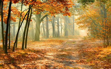 Nature autumn forest wallpaper | 2880x1800 | #31157