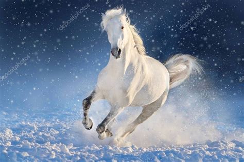 White horse in snow — Stock Photo © callipso_art #134655460