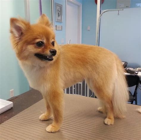 9 Totally Cute Pomeranian Haircut Styles To Satisfy Your Craving For ...