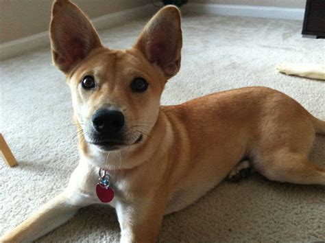 Meet Meeka! My boyfriend's Shiba/Basenji mix. : r/shiba