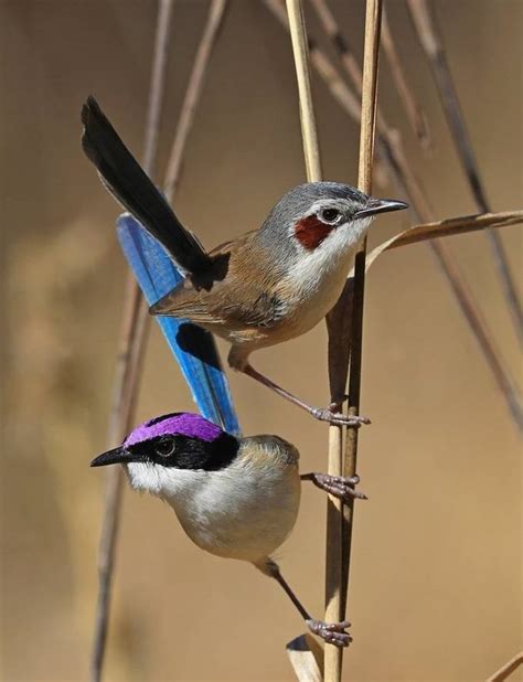 Purple Crowned Fairy Wrens. by biglenswildlife - VIEWBUG.com