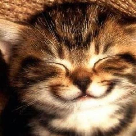 Smiling Kittens