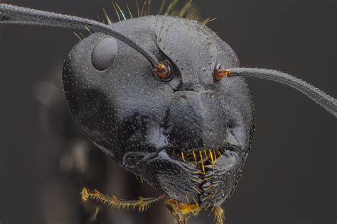 Close-up of an ants face : r/pics