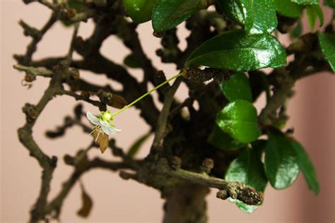 Carmona bonsai tree with small white flower | Carmona (Fukie… | Flickr