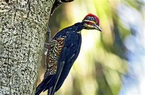 Pileated Woodpecker - Description, Habitat, Diet, and Interesting Facts
