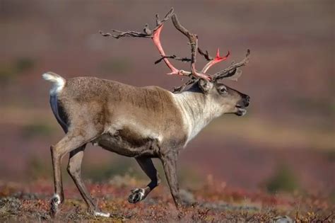 Barren-ground caribou - Facts, Diet, Habitat & Pictures on Animalia.bio