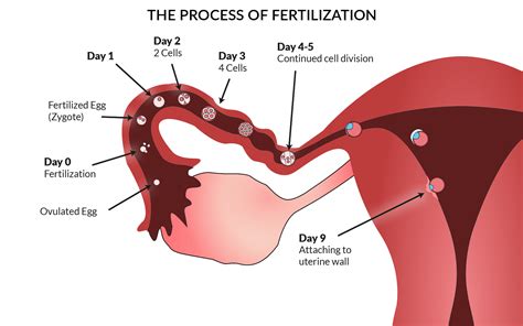 Male Infertitlity | Mansoor Medical - For Women's Health