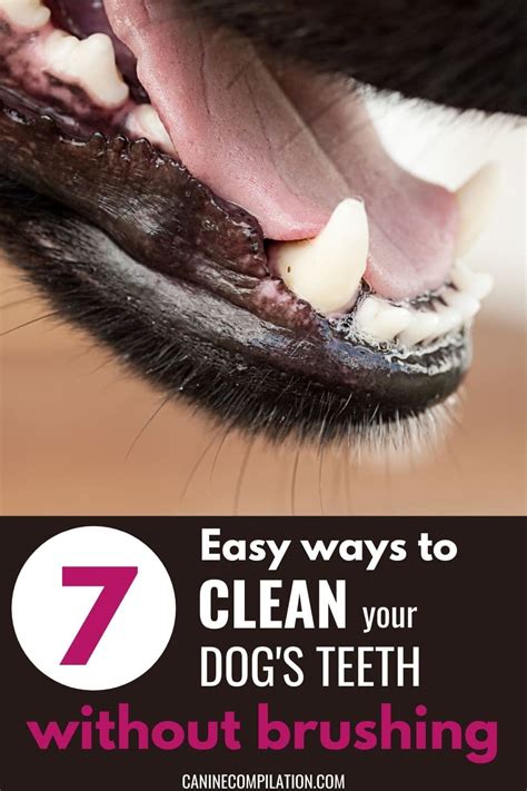 Easy Options For Cleaning Dogs Teeth - Canine Compilation