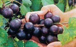 Health Benefits | North Carolina Muscadine Grape Association, Inc. (NCMGA)