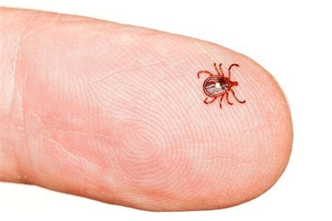 Which Ticks Make You Sick - Holistic Pest Solutions, Pest Control