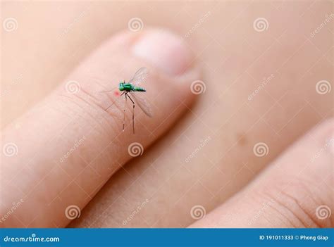 Yellow Fever Mosquito Aedes Aegypti. Stock Image - Image of yellow, aegypti: 191011333