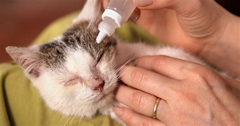 How to Recognize and Treat Cat Conjunctivitis | Zoetis Petcare