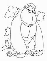 Ape Coloring Pages  Best For Kids sketch template