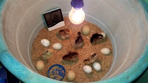 Homemade Egg Incubator Design