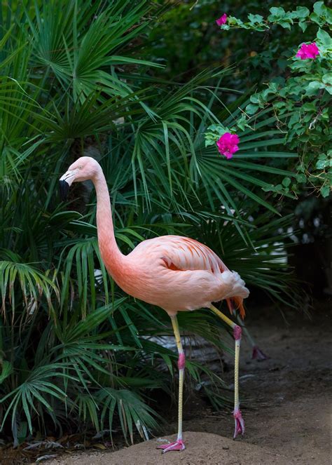 Chilean Flamingo | Reid Park Zoo