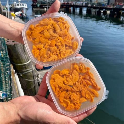 Maine Uni "Roe" | Ship Fresh Sea Urchin Roe Overnight – SoPo Seafood