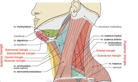 Infrahyoid And Suprahyoid Muscles