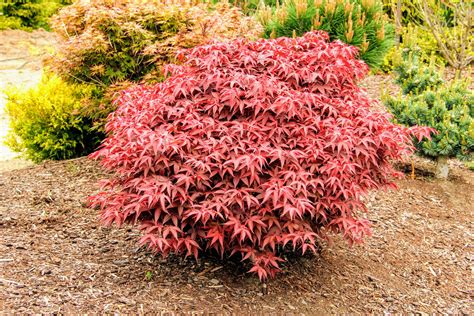 Acer palmatum Rhode Island Red Japanese Maple