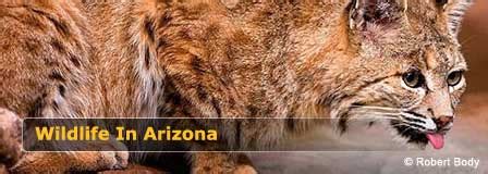 Poisonous (Venomous) Animals in Arizona