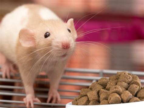 Can Rats Eat Dog Food? Benefits & Risks - VIVO Pets