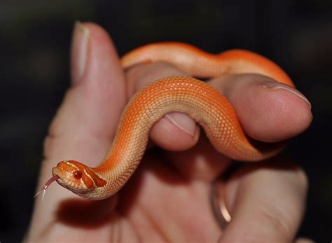Purple Line Albino Superconda | Pet snake, Hognose snake, Cute snake