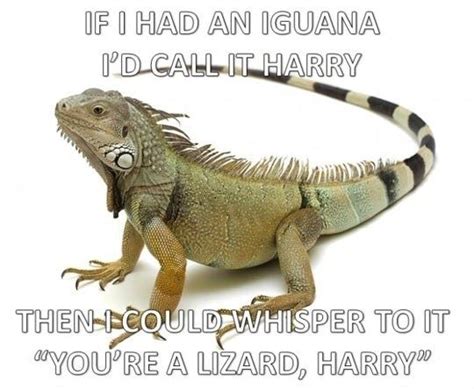 If I had a Iguana | Funlexia - Funny Pictures