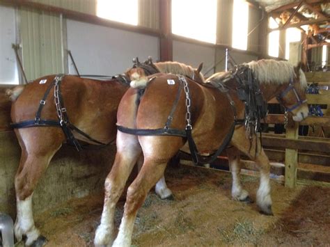 Amish Horses: Belgians at the Horse Sale