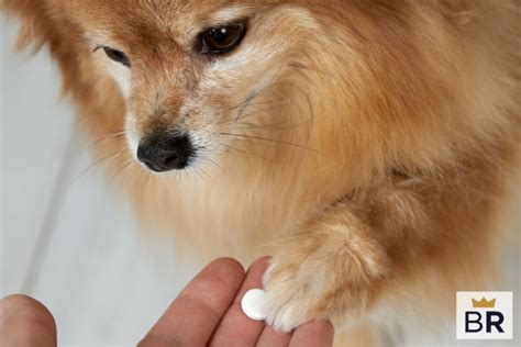 5 Best Dog Allergy Medications - Nov. 2024 - BestReviews