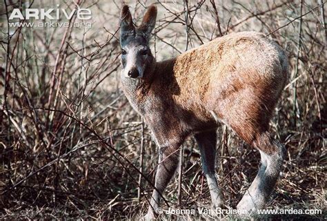 Alpine musk deer - Alchetron, The Free Social Encyclopedia