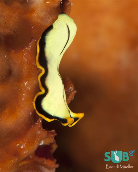 Fantastic Flatworms | Scuba Diving Blog