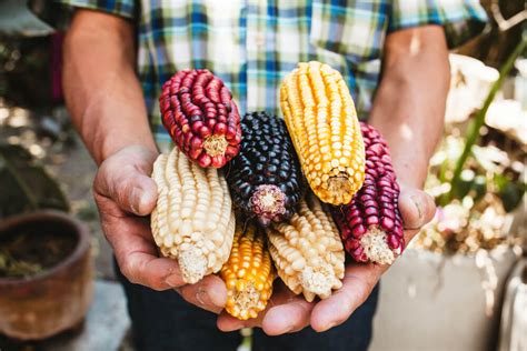 Is American GMO Corn Banned in Mexico? Nobody Really Seems Sure - Modern Farmer