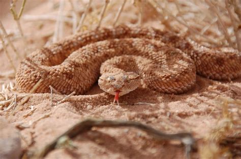 6 COMMON Types of Snakes Found in Kuwait! – Nature Blog Network