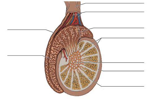 Sagittal Section of the Human Testis Diagram Diagram | Quizlet