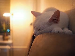 Cozy sleep | kishjar? | Flickr