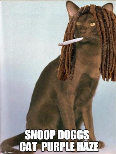 Image tagged in snoop's cat - Imgflip