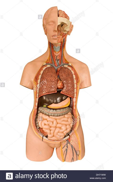 Artery anatomical model fotografías e imágenes de alta resolución - Alamy