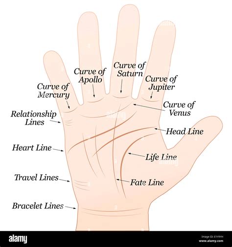 Palmistry - Right hand with lines and their names. White background ...