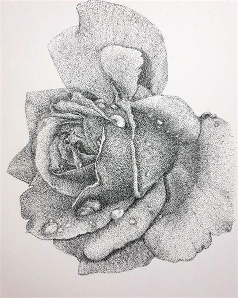 Rose Flower Ink Drawing By Nazanin Majdi | absolutearts.com