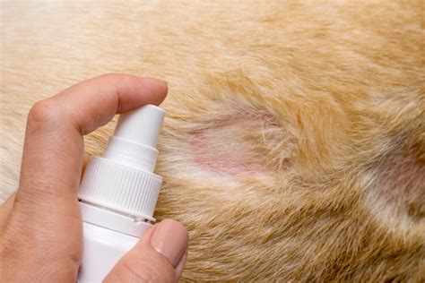 Flea Dermatitis In Dogs Treatment
