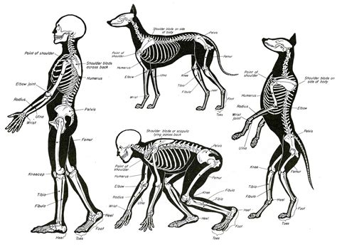 anatomy - How come large herbivores have such thin legs? - Biology ...